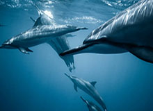 爱游戏官网-东契奇高效半场三双詹姆斯20分 湖人142-111大胜奇才